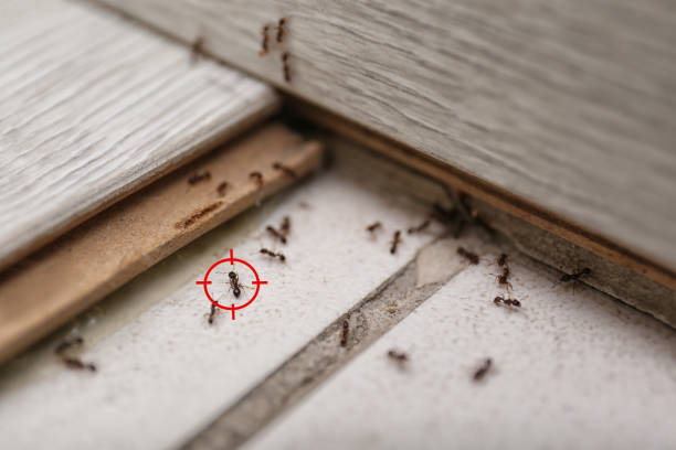 Pest Control for Restaurants in Middleton, ID